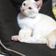 無職のワイを癒してくれるうちの猫ｗｗｗ（※画像あり）