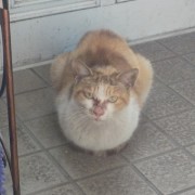 ガリガリの野良猫を拾ったんだが